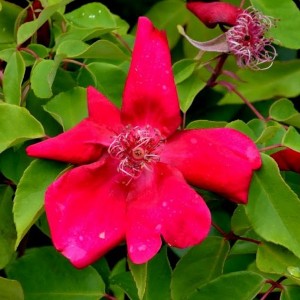 BENGAL CRIMSON (shrub)